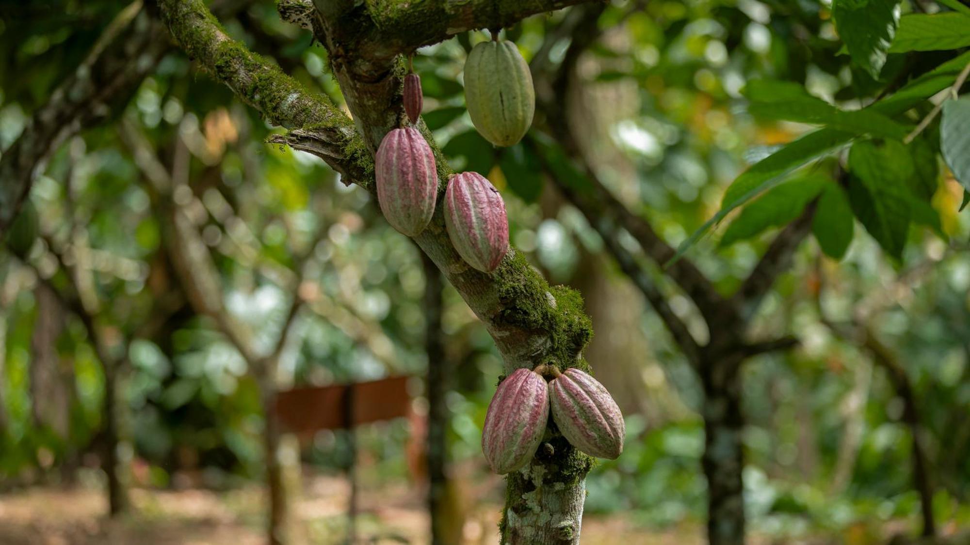 Eden Organic Farm & Bungalows La Fortuna Exterior photo